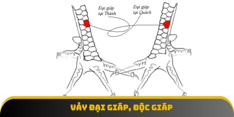 Ấn tín trời ban mang tên vảy đại giáp, độc giáp Ấn tín trời ban mang tên vảy đại giáp, độc giáp