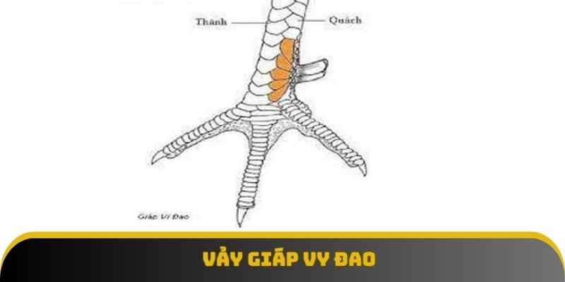 Vảy giáp vy đao gây tính sát thương lớn Vảy giáp vy đao gây tính sát thương lớn