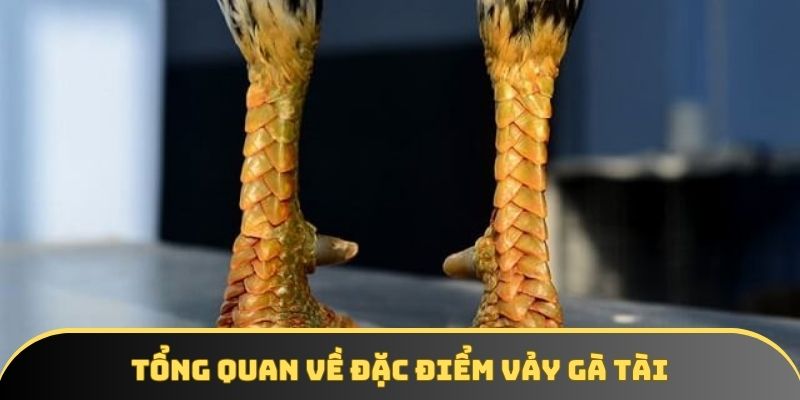 Tổng quan về đặc điểm vảy gà tài Tổng quan về đặc điểm vảy gà tài