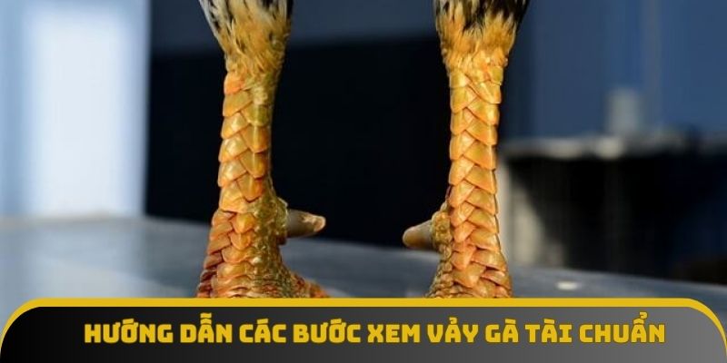 Hướng dẫn các bước xem vảy gà tài chuẩn Hướng dẫn các bước xem vảy gà tài chuẩn