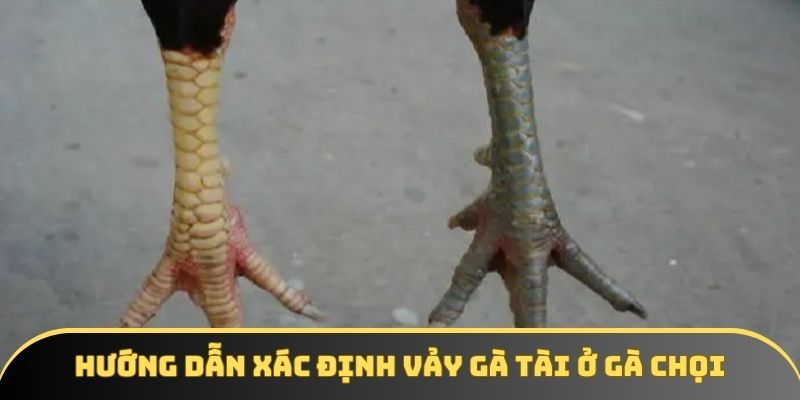 Hướng dẫn xác định vảy gà tài ở gà chọi Hướng dẫn xác định vảy gà tài ở gà chọi