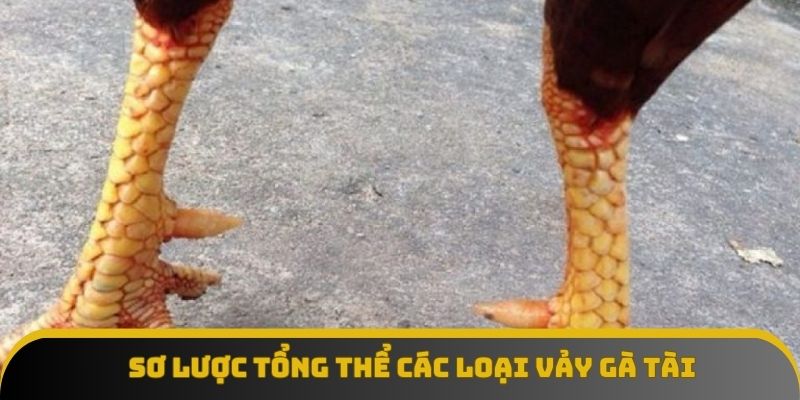 Sơ lược tổng thể các loại vảy gà tài Sơ lược tổng thể các loại vảy gà tài