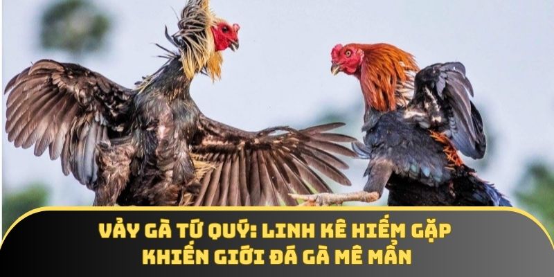 Vảy gà tứ quý: Linh kê hiếm gặp khiến giới đá gà mê mẩn