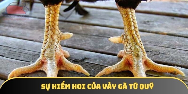 Sự hiếm hoi của vảy gà tứ quý Sự hiếm hoi của vảy gà tứ quý
