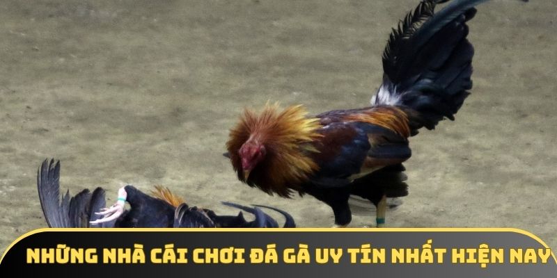 Những nhà cái chơi đá gà uy tín nhất hiện nay Những nhà cái chơi đá gà uy tín nhất hiện nay