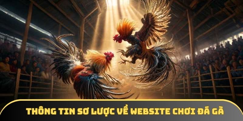 Thông tin sơ lược về website chơi đá gà Thông tin sơ lược về website chơi đá gà