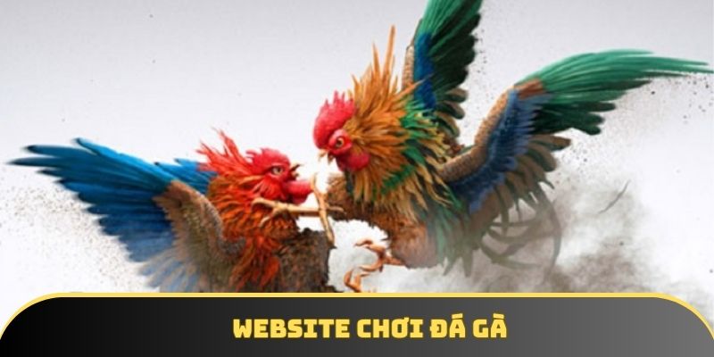 Website chơi đá gà - Nhà cái chơi đá gà uy tín nhất hiện nay