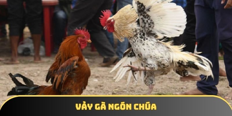 Xem vảy gà ngón chúa – Hướng dẫn chi tiết cho người mới