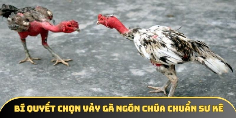 Bí quyết chọn vảy gà ngón chúa chuẩn sư kê