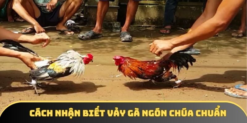 Cách nhận biết vảy gà ngón chúa chuẩn