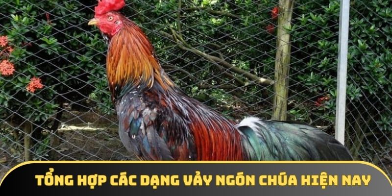 Tổng hợp các dạng vảy ngón chúa hiện nay